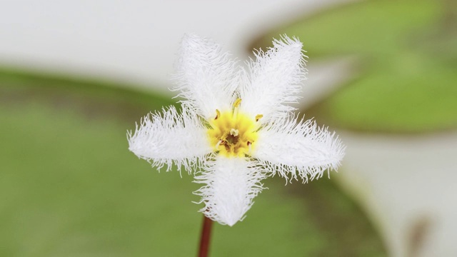 白水雪花(Nymphoides indica)盛开的镜头，从花蕾到盛开，4K版本。视频素材