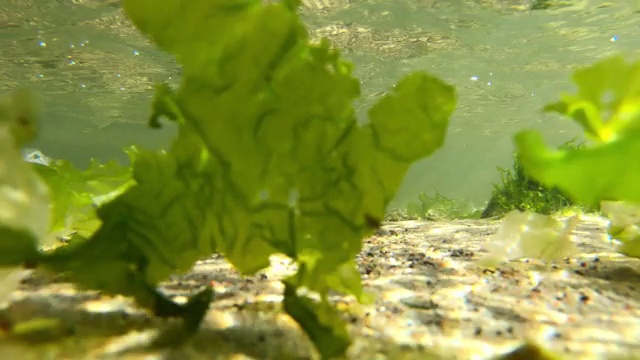 在阳光下的水下海藻特写-气候变化概念视频下载