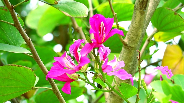 紫兰花树，香港兰花树，紫荆花花束盛开在花园里视频素材