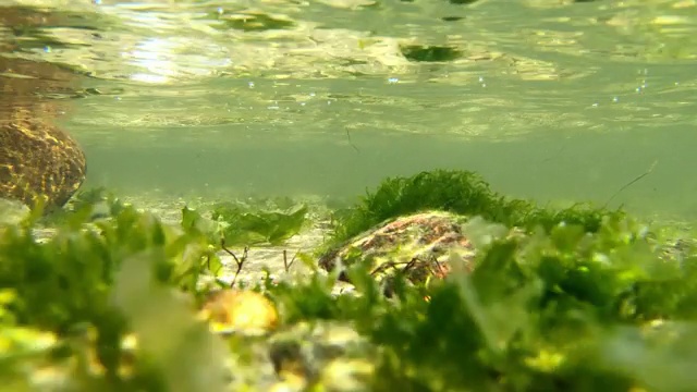 在阳光下的水下海藻特写-气候变化概念视频素材