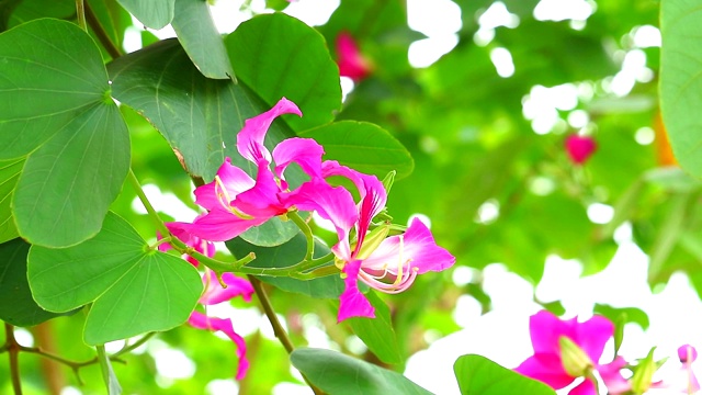 紫兰花树，香港兰花树，紫荆花花束盛开在花园里视频素材