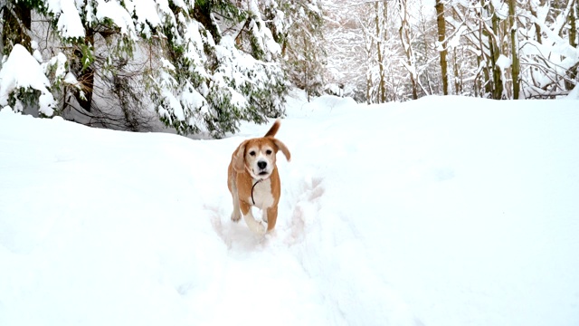 4K小猎犬快乐地在雪道上奔跑视频素材