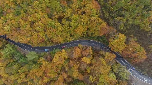 从森林鸟瞰道路，秋天的季节，美丽多彩的风景视频素材