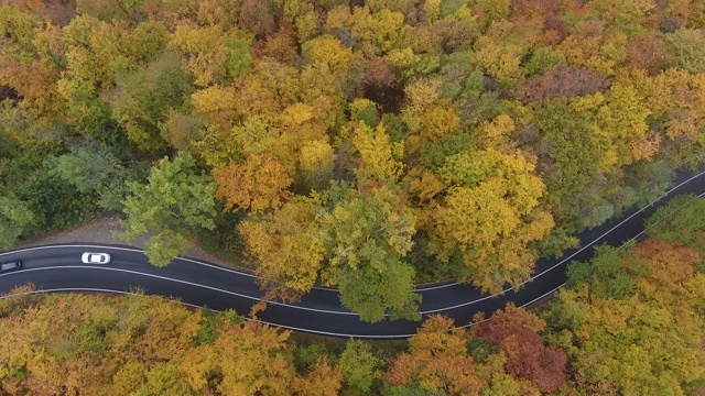 从森林鸟瞰道路，秋天的季节，美丽多彩的风景视频素材