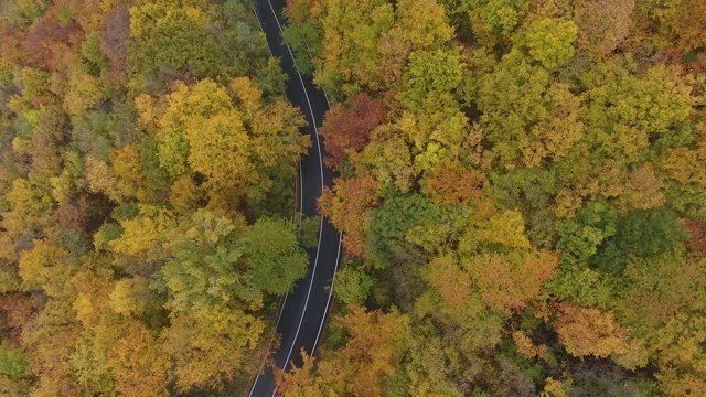 从森林鸟瞰道路，秋天的季节，美丽多彩的风景视频素材