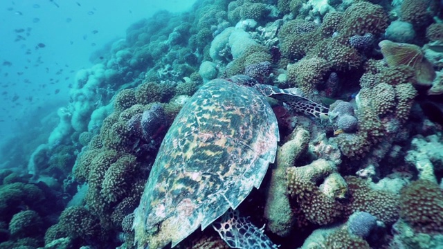 极度濒危物种玳瑁(Eretmochelys imbricata)在水下吃珊瑚视频素材