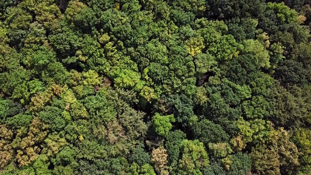 空中鸟瞰夏季森林顶部与温和的风背景视频素材