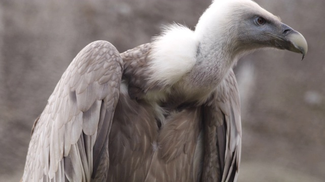 格里芬秃鹰(Gyps fulvus)视频素材