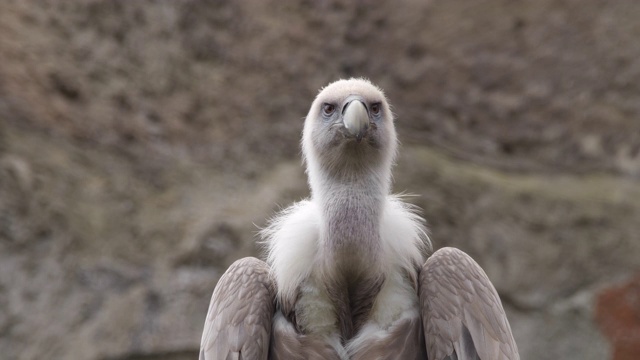 格里芬秃鹰(Gyps fulvus)视频素材