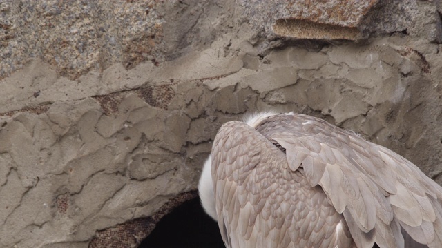 格里芬秃鹰(Gyps fulvus)视频素材