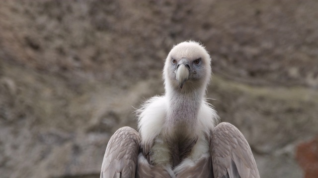 格里芬秃鹰(Gyps fulvus)视频素材