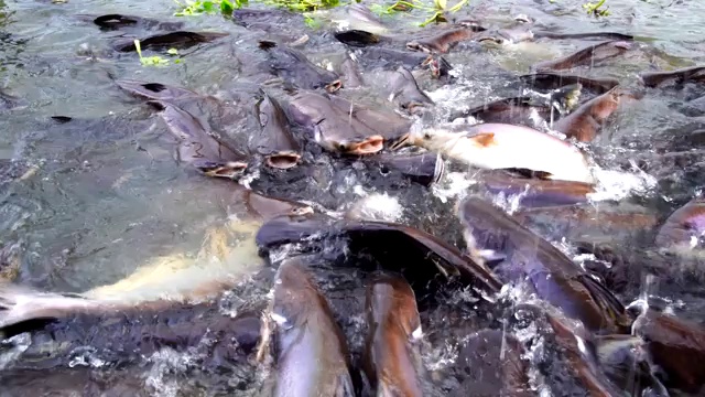 鱼在河里游泳觅食视频素材