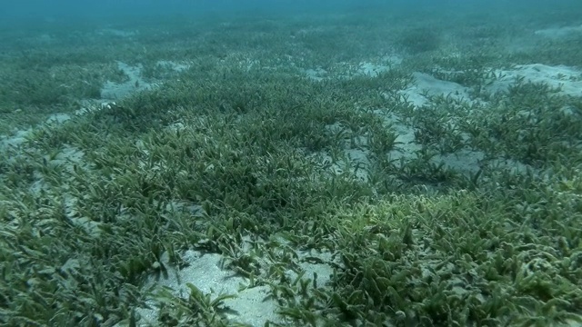 海床上覆盖着海草，背景是蓝色的海水。镜头慢慢地向前移动。红海，马萨阿拉姆，埃及视频素材