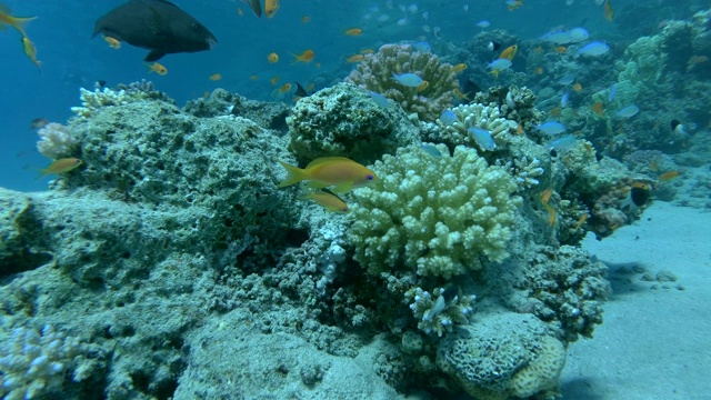 水下海洋热带生物。热带水下海洋鱼类。海洋珊瑚礁上的水下鱼类。热带色彩斑斓的海底海景。礁珊瑚的场景。珊瑚花园海景。4 k / 50帧/秒视频素材