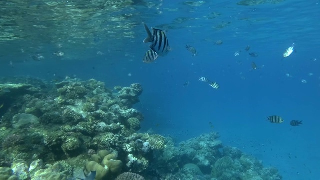 在阳光下蓝色的海水里，彩色的海鱼在热带珊瑚礁附近游动。鱼校军士长在水面下游泳。印度-太平洋中士(Abudefduf vaigiensis)视频素材