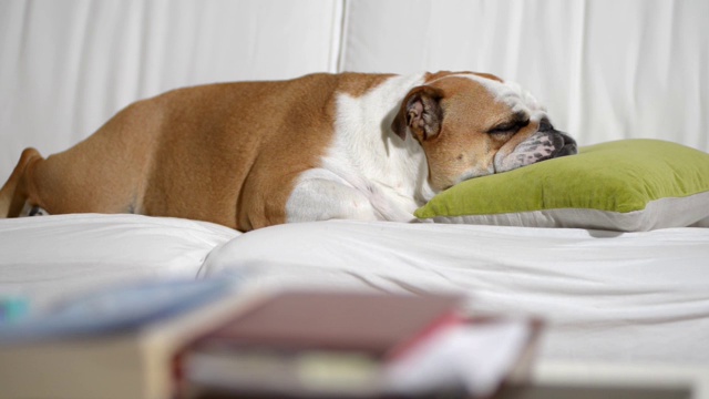 正在睡觉的斗牛犬视频素材