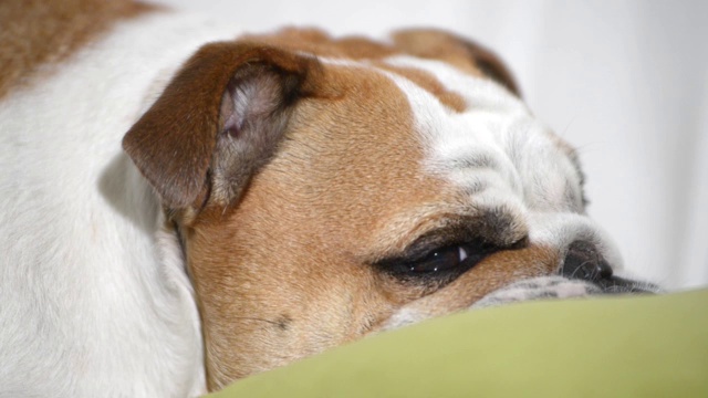 正在睡觉的斗牛犬视频素材