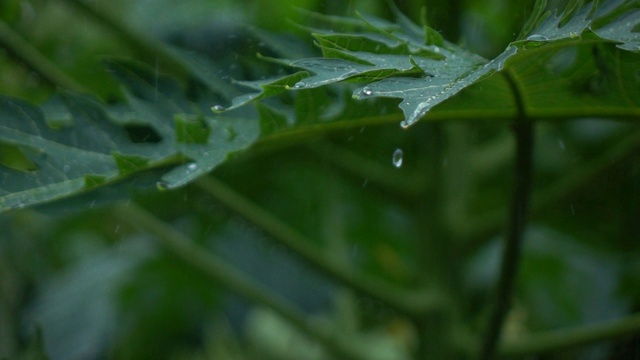 雨落下的慢动作视频素材