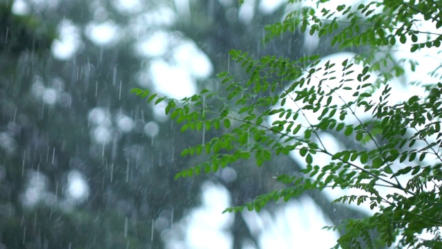 雨落下的慢动作视频素材