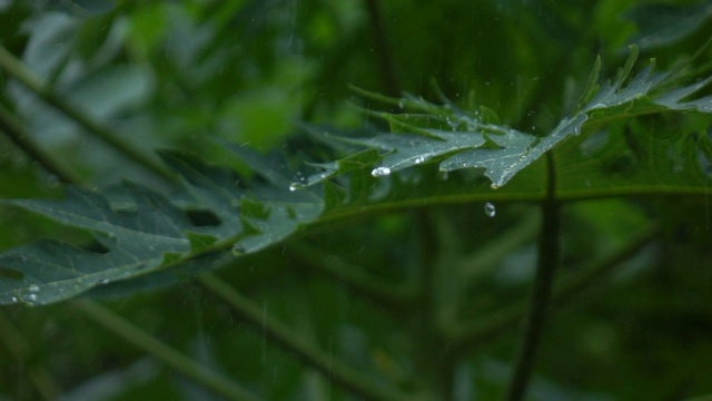 雨落下的慢动作视频素材