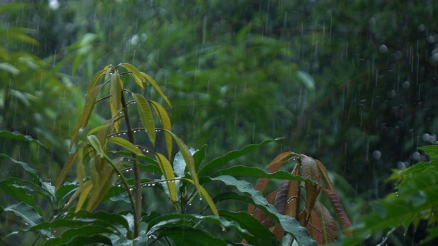 雨落下的慢动作视频素材