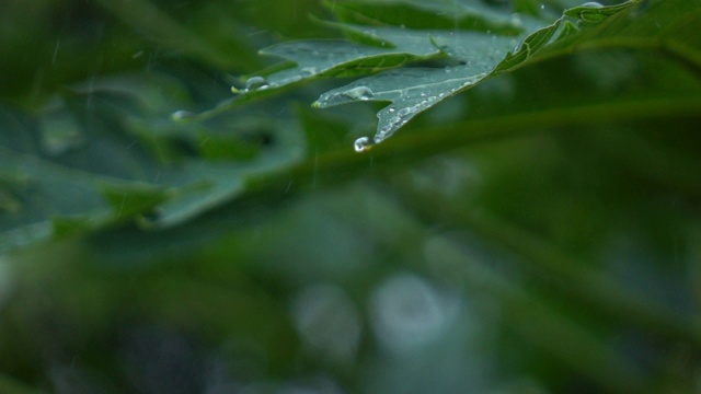 雨落下的慢动作视频素材