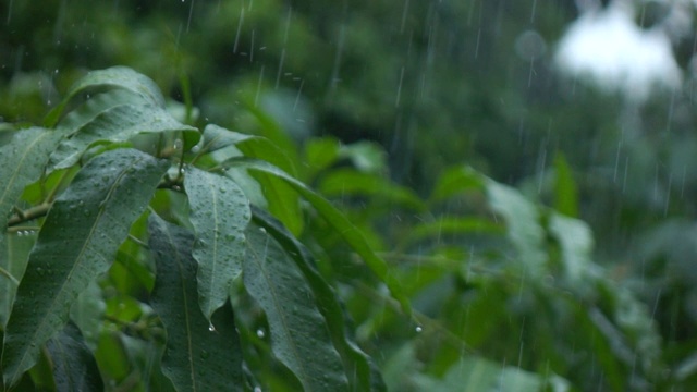 雨落下的慢动作视频素材