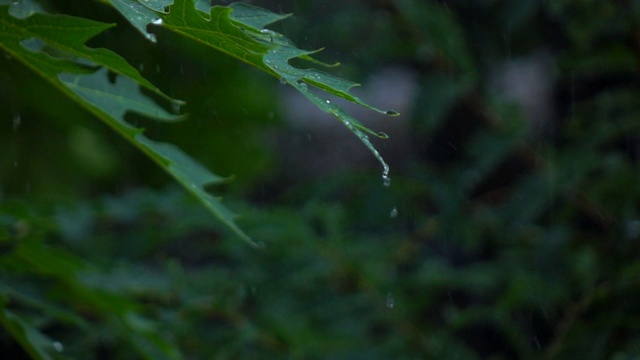 雨落下的慢动作视频素材