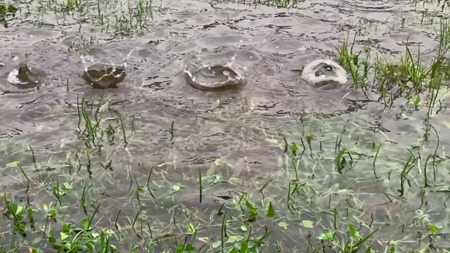 草在水中落下雨滴的慢动作视频素材