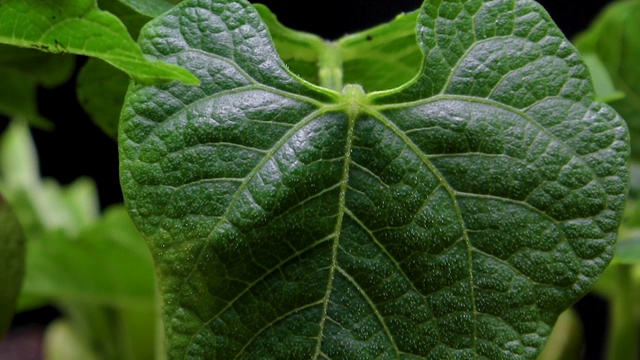 发芽种子在地面农业中的生长，春夏季植物的生长时间视频素材