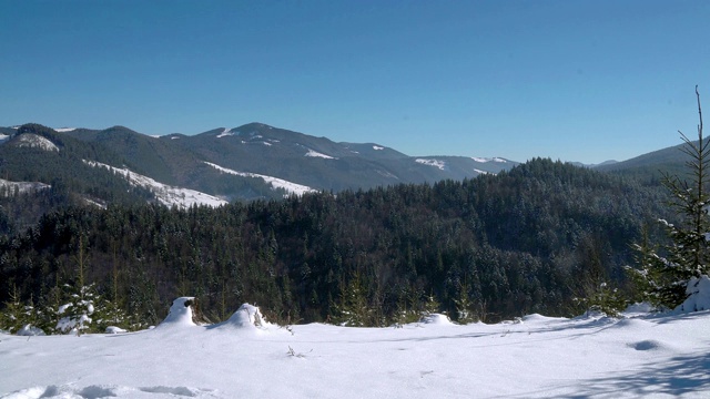 冬季山区的针叶林视频素材