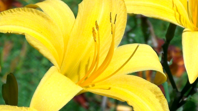 萱草属百合的黄花。夏天的百合花园。视频素材