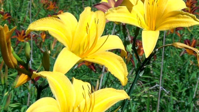 萱草属百合的黄花。夏天的百合花园。视频素材