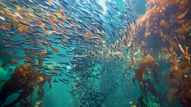 水族馆视频素材