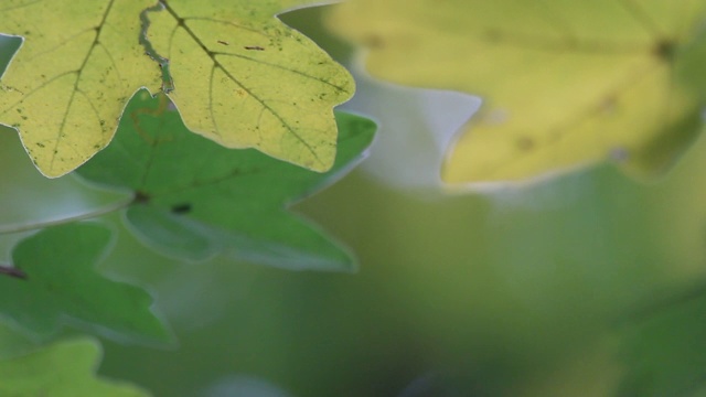 枫叶视频素材