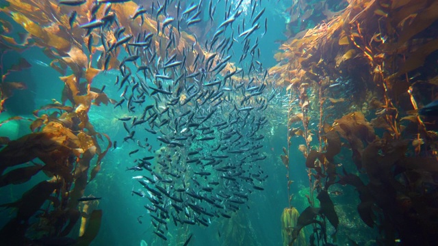 水族馆视频素材