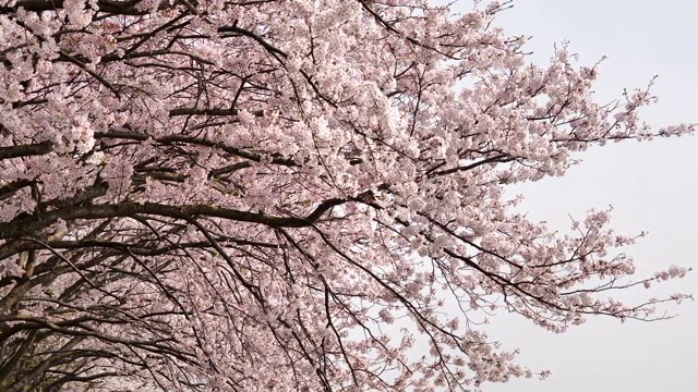 樱花视频素材