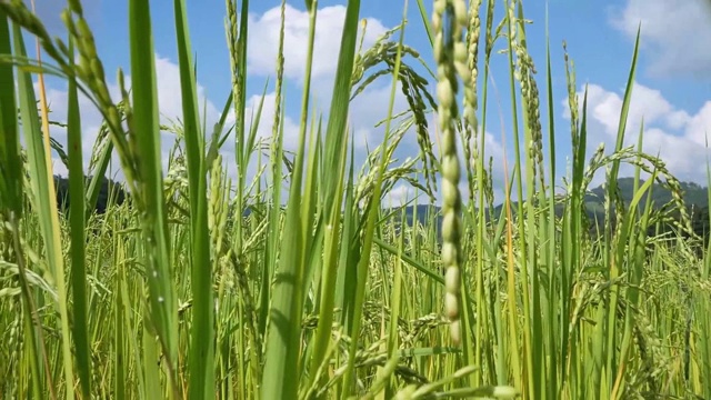 在泰国北部的夏日里，蓝天背景下的稻田。视频素材