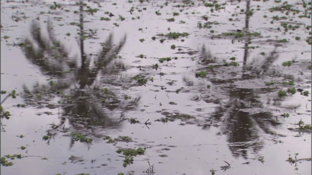 下雨时，两棵棕榈树倒映在浅水中。视频素材