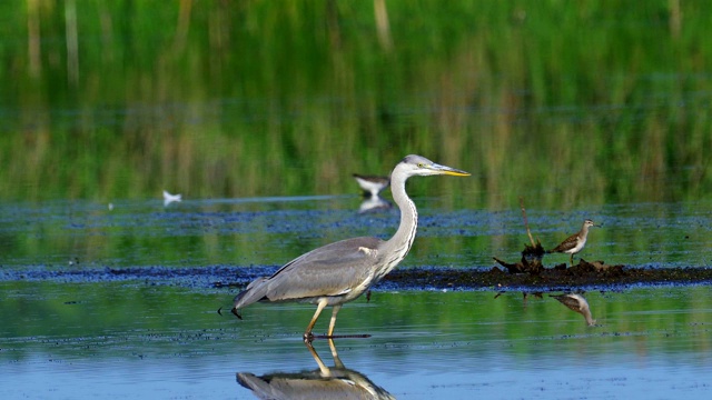 在一个阳光明媚的夏日早晨，一只苍鹭(Ardea cinerea)在浅水里慢慢地走着，正在捕鱼。视频素材