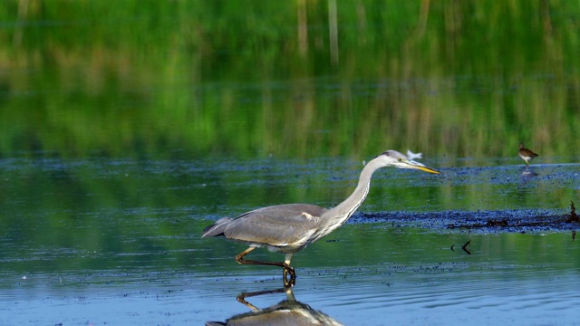 在一个阳光明媚的夏日早晨，一只苍鹭(Ardea cinerea)在浅水里慢慢地走着，正在捕鱼。视频素材