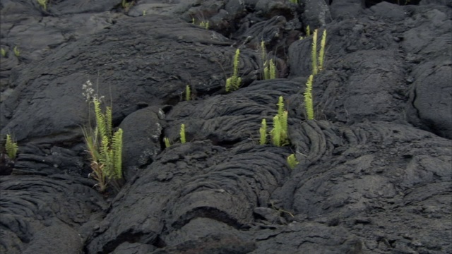 植物生长在坚硬的熔岩流中。视频素材