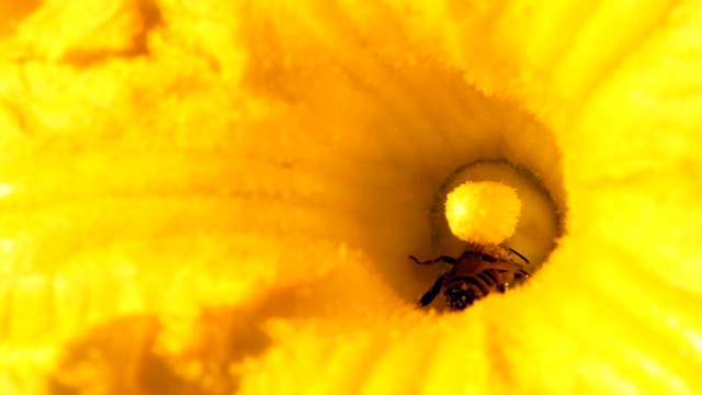 蜜蜂和南瓜花视频下载