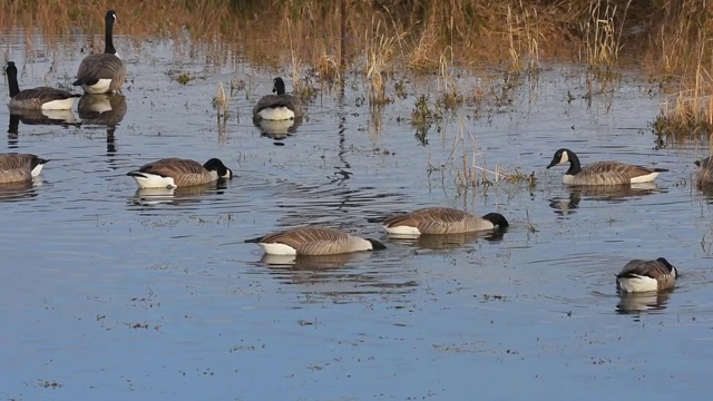 在小池塘里进食的加拿大鹅视频素材