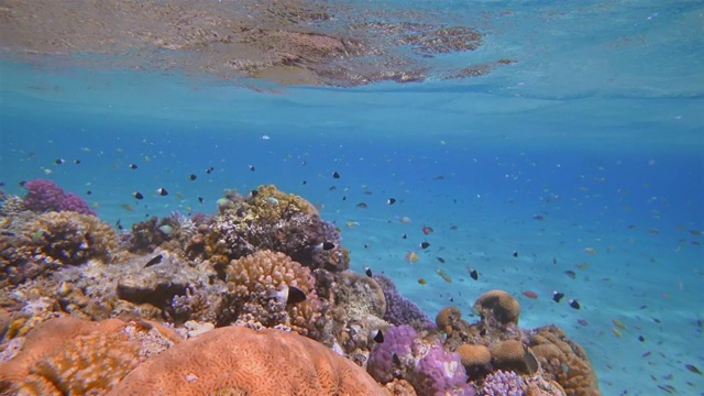 美丽的珊瑚礁上的海洋生物和许多热带鱼在红海-马萨阿拉姆视频素材