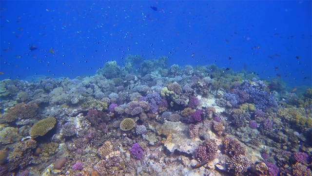 海洋生物在美丽的珊瑚礁和许多热带鱼在红海-马萨阿拉姆视频素材