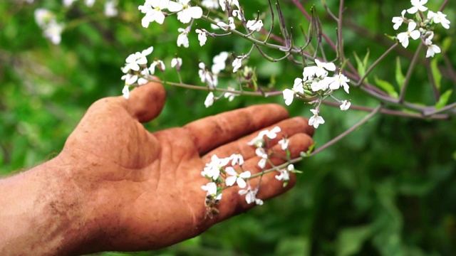 农民手旁边的蜜蜂飞授粉鲜花在有机生态农场花园。视频素材