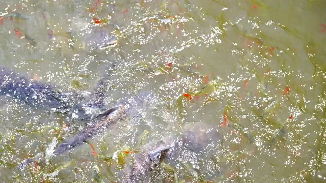 鱼在河里游泳觅食视频素材