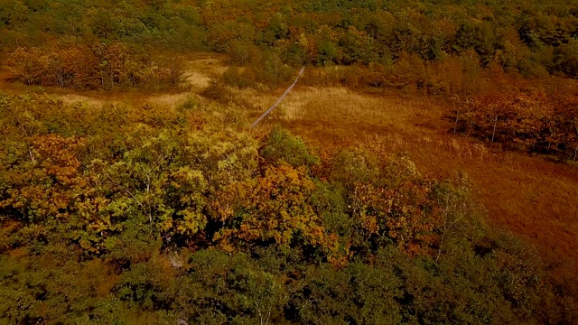 在西霍特-阿林生物圈保护区，在群山和大海的背景下飞过秋天的树木。视频素材