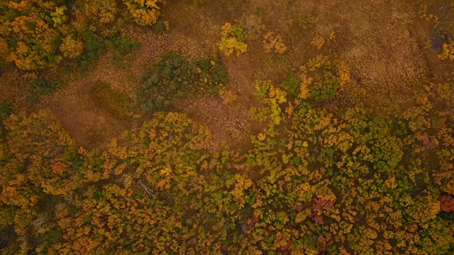 在西霍特-阿林生物圈保护区，在群山和大海的背景下飞过秋天的树木。视频素材